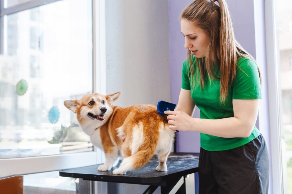 Professional woman pet groomer combing Welsh Corgi dog fur with brush after washing
